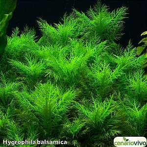 Hygrophila balsamica