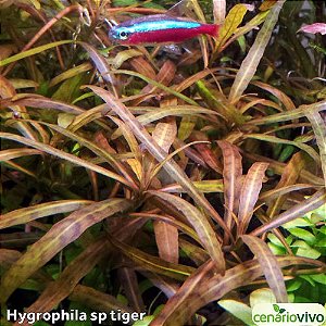 Hygrophila sp Tiger