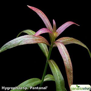 Hygrophila sp 'Pantanal'