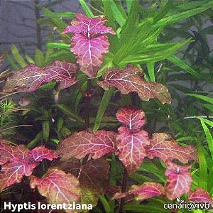 Hyptis lorentziana