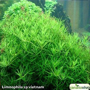 Limnophila sp vietnam