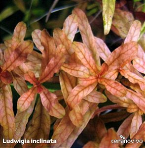 Ludwigia inclinata