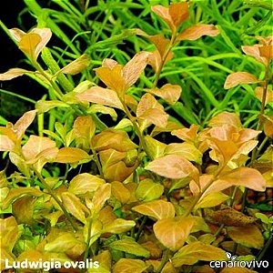 Ludwigia ovalis