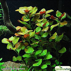 Ludwigia repens