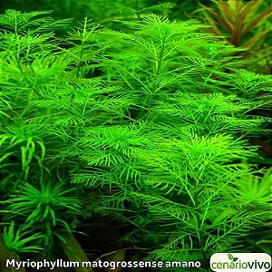 Myriophyllum matogrossense amano