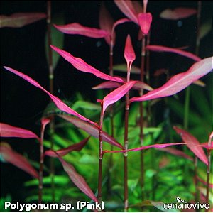 Polygonum sp Pink