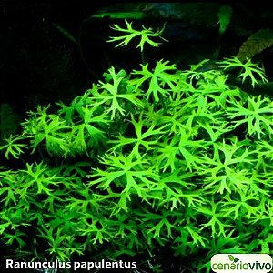 Ranunculus papulentus