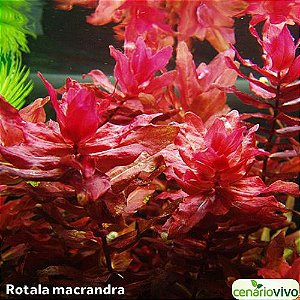 Rotala macrandra