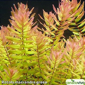 Rotala macrandra green