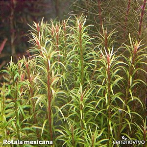 Rotala mexicana