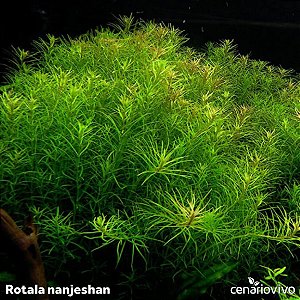 Rotala nanjeshan