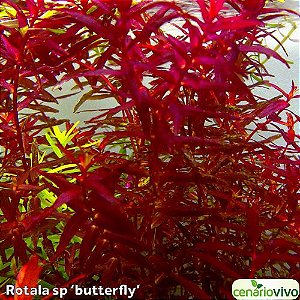 Rotala sp. butterfly