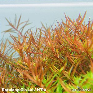 Rotala sp. 'Gia Lai' (H'ra)