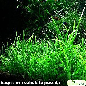 Sagittaria subulata pussila