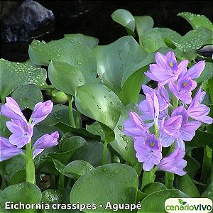Eichornia crassipes - Aguapé