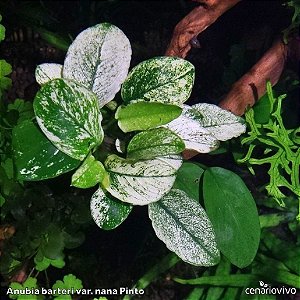 Anubia barteri var. nana Pinto