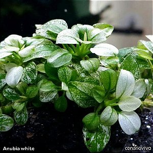 Anubia barteri var. nana White
