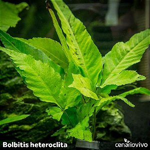 Bolbitis heteroclita