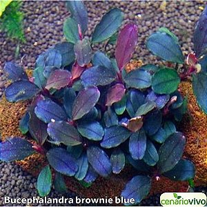 Bucephalandra brownie blue