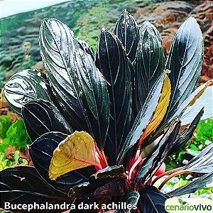 Bucephalandra dark achilles