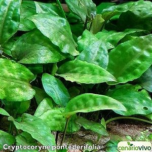 Cryptocoryne pontederifolia