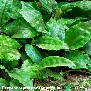 Cryptocoryne pontederifolia