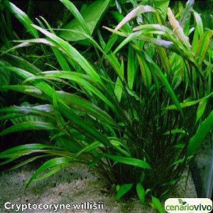 Cryptocoryne willisii