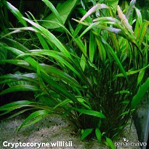 Cryptocoryne willisii