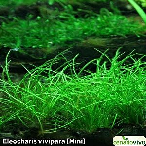 Eleocharis vivipara mini