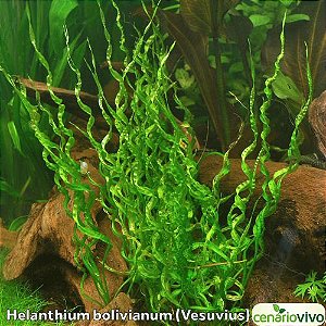Helanthium bolivianum 'vesuvius'
