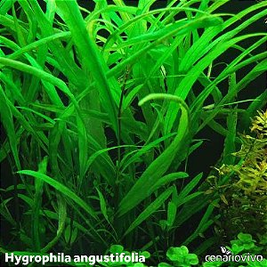 Hygrophila angustifolia