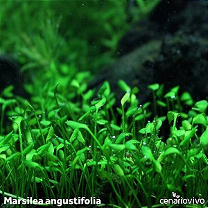 Marsilea angustifolia