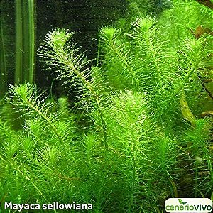 Mayaca sellowiana