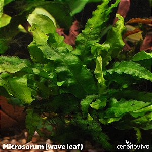 Microsorum (wave leaf)