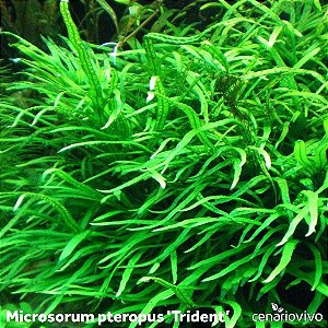 Microsorum pteropus 'Trident'