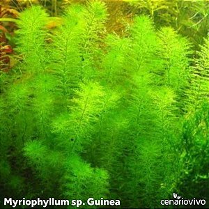Myriophillum sp. Guinea