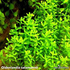 Oldenlandia salzmannii