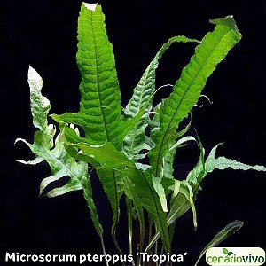 Microsorum pteropus 'Tropica'