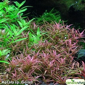 Rotala sp Goiás