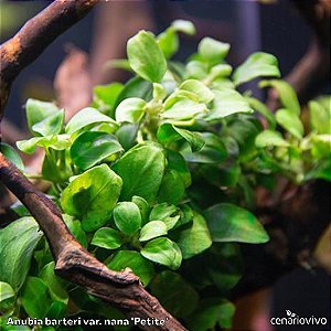 Anubias barteri var. nana 'Petit'