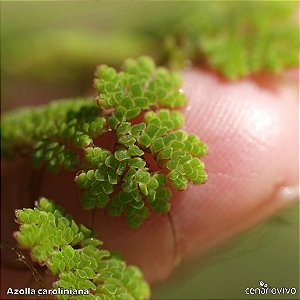 Azolla caroliniana