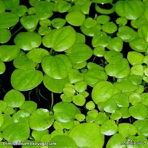 Limnobium laevigatum