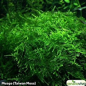Taiwan Moss (Taxiphyllum alternans)