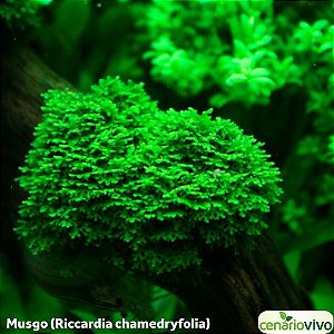 Riccardia chamedryfolia