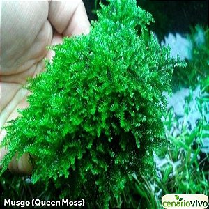 Hydropogonella Gymnostoma - Queen Moss