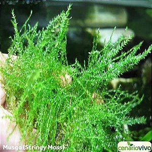 Leptodictyum Riparium "Stringy Moss"