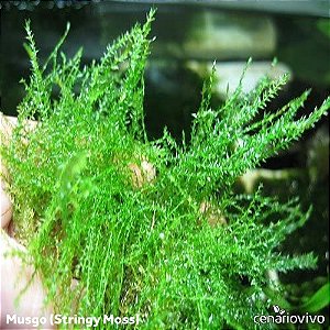Leptodictyum Riparium "Stringy Moss"