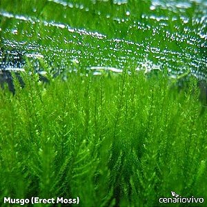Erect Moss (Vesicularia reticulata)