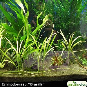 Echinodorus / Helanthium / sp. 'Brasilia'