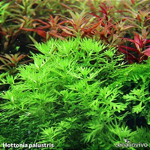 Hottonia palustris